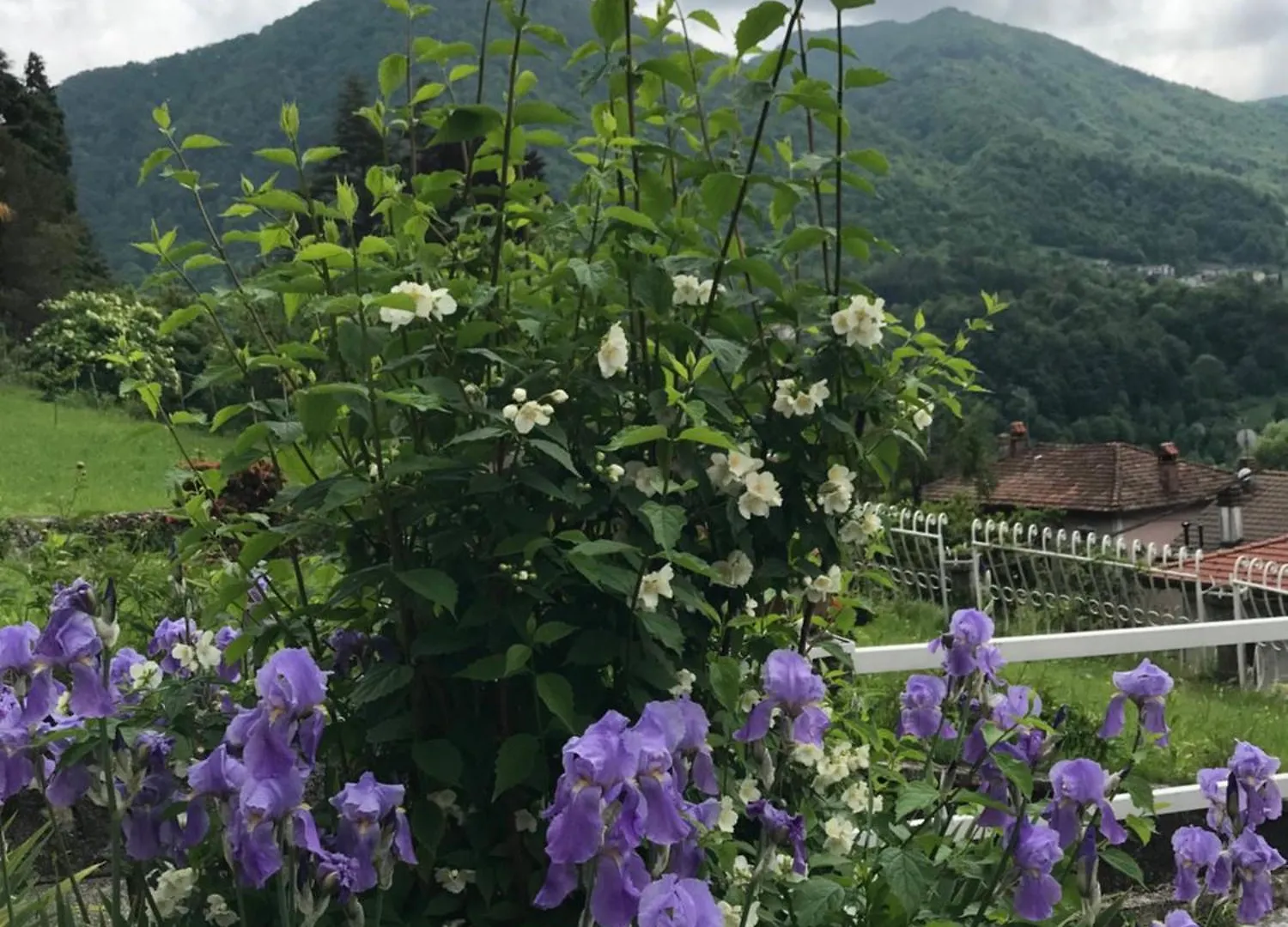 Apartment In Villa Oleandra With Privet Garden & Pool Dizzasco Italy